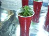 DSCF2251.jpg