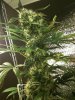 Iphone - April 2010 082.jpg