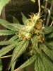 Iphone - April 2010 154.jpg