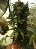 Iphone - April 2010 181.jpg