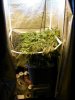 growlab trans to 12-12.JPG