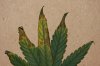 Leaf1.jpg