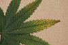 leaf3.jpg