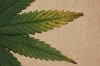 leaf4.jpg