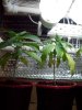 100_1618.jpg