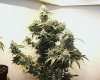 Monster grown under 430 watt hps.jpg