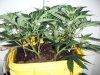 HinduSkunk_Apr06_10 002.jpg