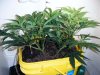 HinduSkunk_Apr06_10 003.jpg