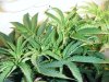 HinduSkunk_Apr06_10 004.jpg