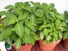 2_large_salvia_divinorum_plants15294.jpg