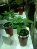 Big Buddah Cheese fem seedlings.jpg