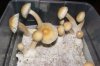 1st flush 4.jpg