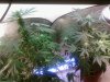 2.5 flowering.jpg