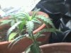 cfl 1 016_0001.jpg