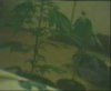 chris plants.JPG