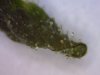 plant2-1.jpg