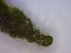 plant2-3.jpg