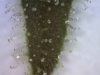 plant1lower2.jpg