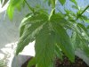 Brown spots 3.jpg