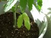 Brown Spots 4.jpg