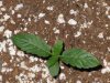 2) Second Set Of Leaves.jpg