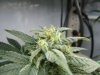 plant1-1.jpg