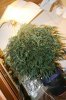 8week_veg.jpg