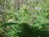 DSC00640.jpg