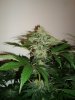 weed 6weeks 004.jpg