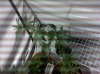 flowerclone2.jpg
