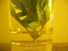 Top clone 007.jpg