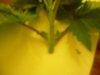 Top clone 011.jpg
