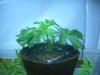 Top clone 024.jpg