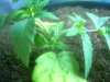 Top clone 022.jpg