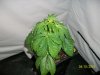 100_0517.jpg
