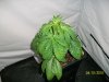 100_0518.jpg