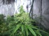 PIC_0580.JPG