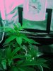 plant.jpg