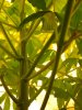 plant 287.jpg
