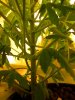plant 288.jpg