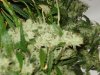 plants5.jpg