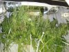 plants6.jpg