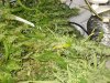 plants3.jpg