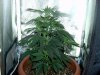 plant2.jpg