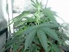 plant3.jpg