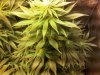 King's Kush_flowering.jpg