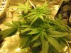4-11-2010 004.jpg