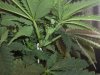 PISTILS.jpg