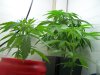 100_3726.jpg