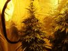 King's Kush week 4.jpg